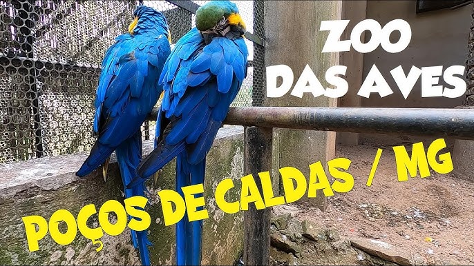 Zoo das Aves — Poços de Caldas