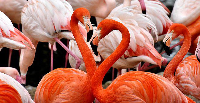 Zoo das Aves — Flamingos